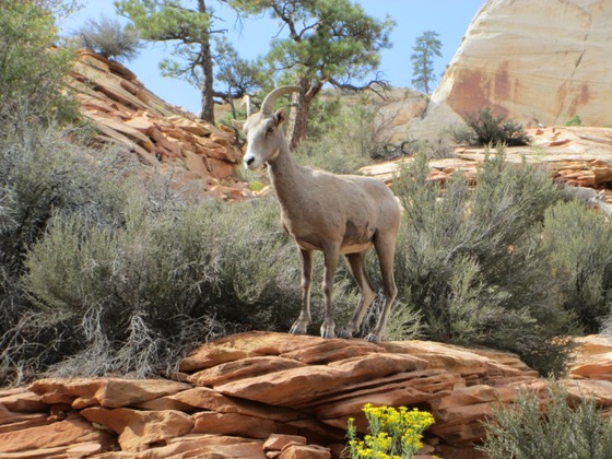 Zion National Park