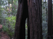 Muir Woods National Monument