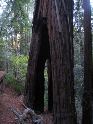 Muir Woods National Monument