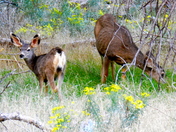Zion National Park