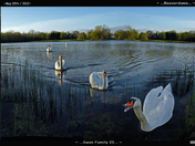 Swan Family-02