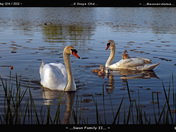 Swan Family-02