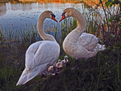 Swan Family-02