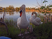 Swan Family-02