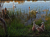 Swan Family-02