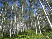 White River National Forest