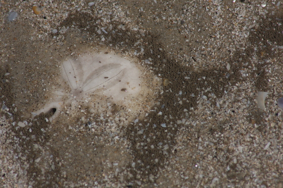 Padre Island National Seashore