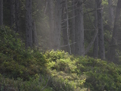 Olympic National Park