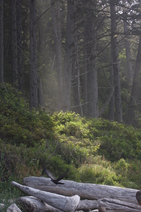 Olympic National Park