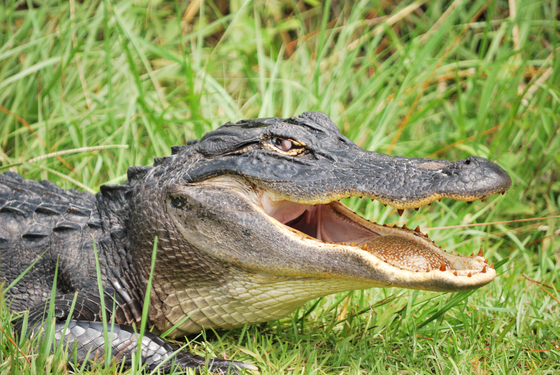 Okefenokee National Wildlife Refuge