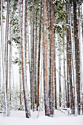 Yellowstone National Park