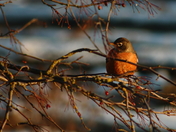 Winter Robin