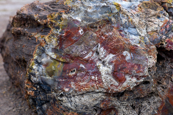 Petrified Forest National Park