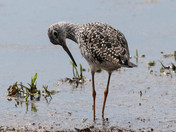 Ridgefield National Wildlife Refuge