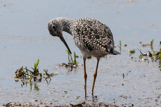 Ridgefield National Wildlife Refuge