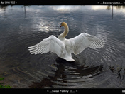 Swan Family-02