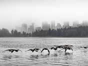 Vancouver Skyline with Geese