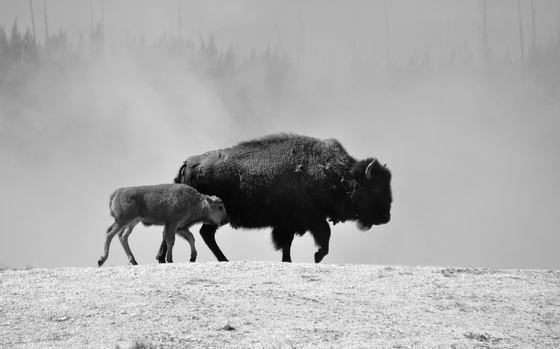 Yellowstone, NP