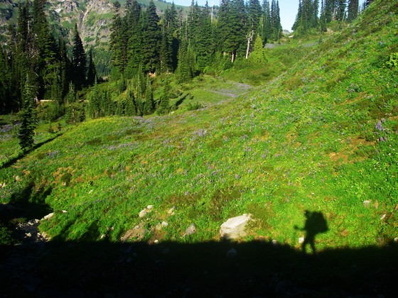 Mt. Rainier