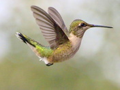 Hummingbird in flight