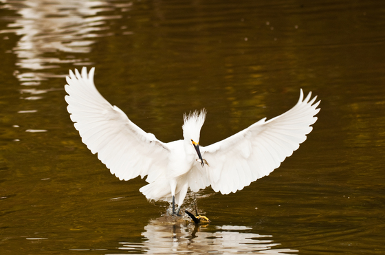 JN Ding Darling National Wildlife Refuge
