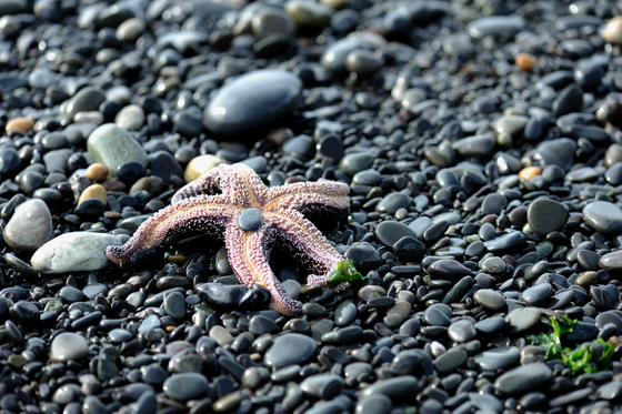Olympic National Park