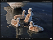 Swan Family-02