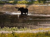 Denali National Park