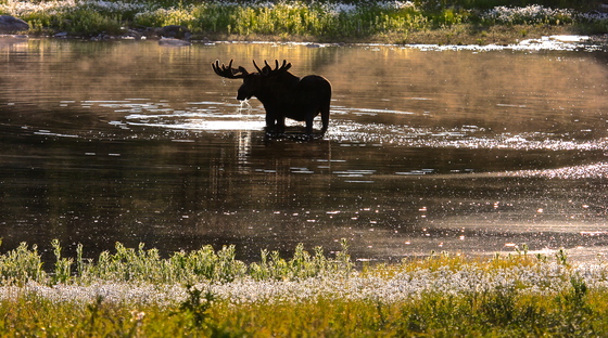 Denali National Park