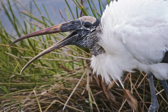 Everglades National Park