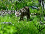 Shenandoah National Park