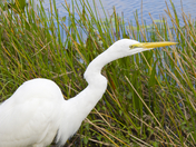 Everglades National Park