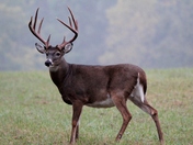 The Great Smoky Mountains, Cades Cove, TN
