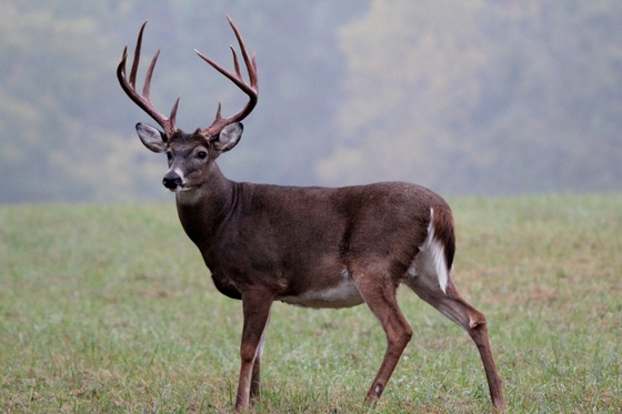 The Great Smoky Mountains, Cades Cove, TN