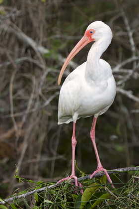 Everglades National Park
