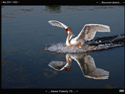 Swan Family-02