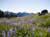 Mount Rainier National Park