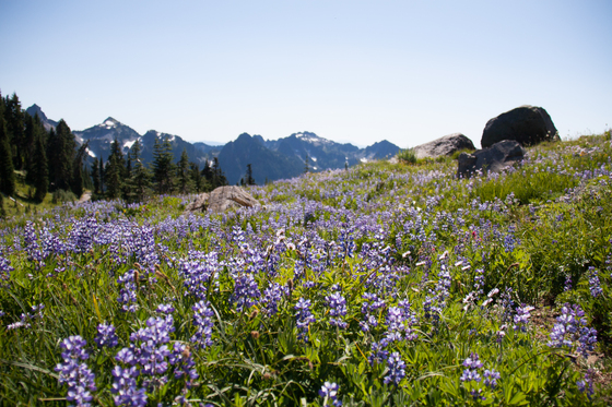Mount Rainier National Park