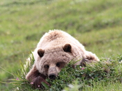 Denali National Park, Alaska