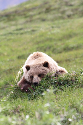 Denali National Park, Alaska