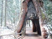 Yosemite National Park