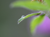 Through the rain drops