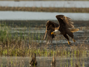 Blackwater National Wildlife Refuge