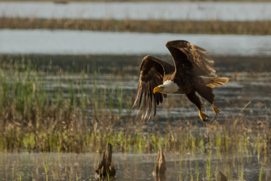 Blackwater National Wildlife Refuge