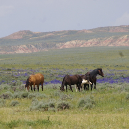 McCullough Peaks Herd Management Area