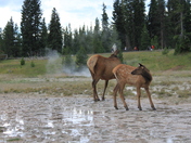 Yellowstone National Park