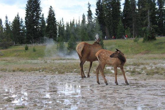 Yellowstone National Park