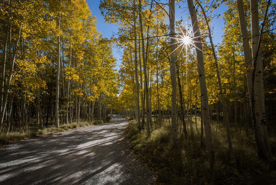 Coconino National Forest