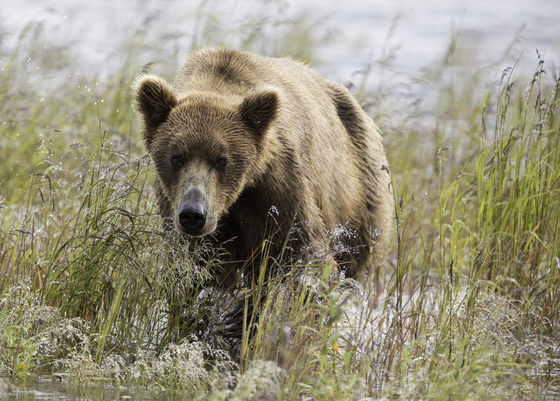 Katmai National Park