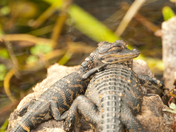 Everglades National Park